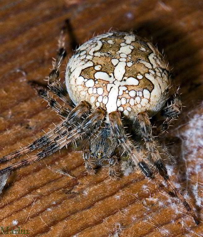 Cross Orbweaver Spider