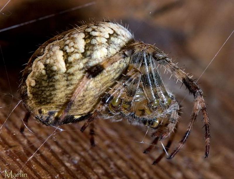 Cross Orbweaver Spider