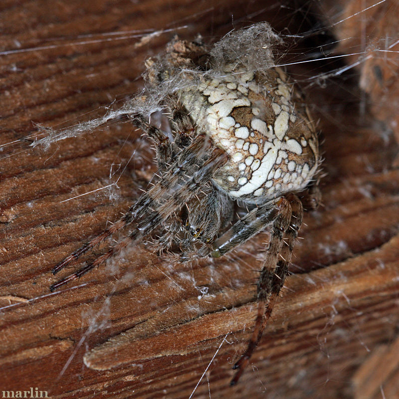 Crowned Orbweaver - Araneus diadematus