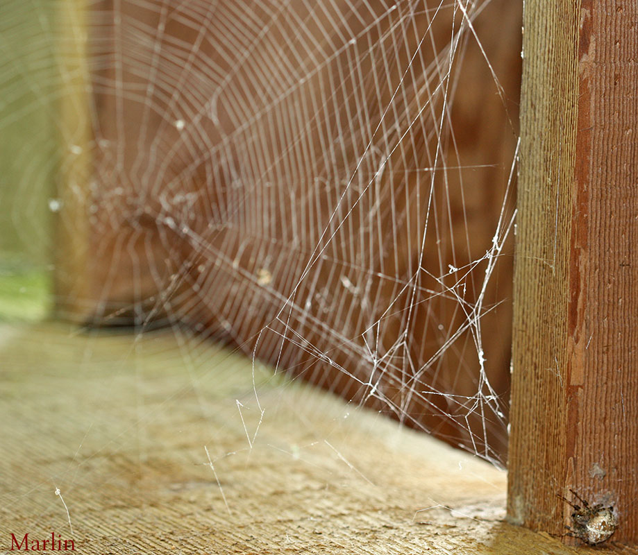 Cross Orbweaver Spider and her Orb Web