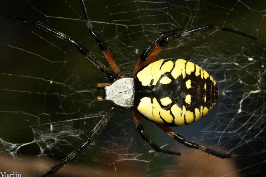 Huge Black and Yellow Spider