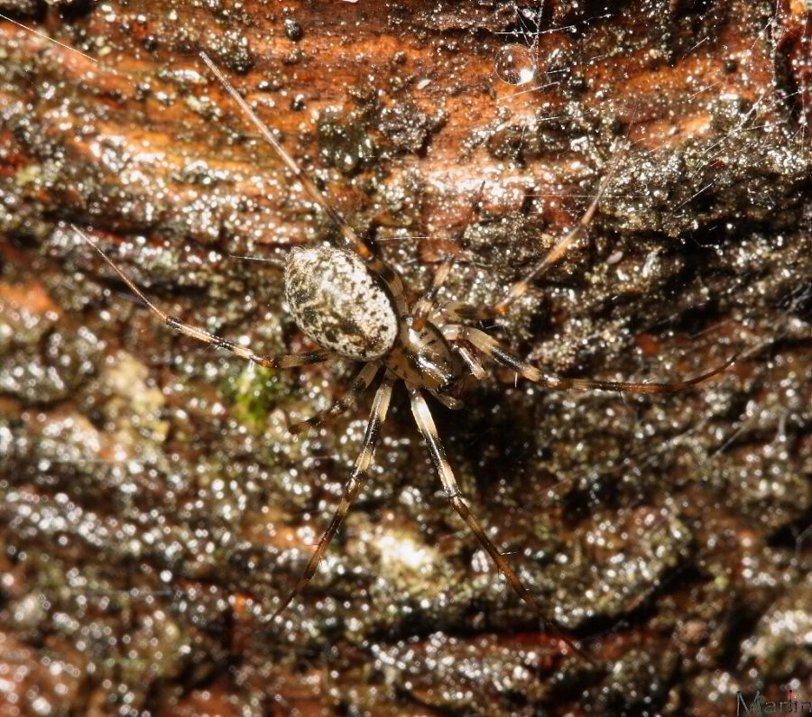 Sheetweb Spider
