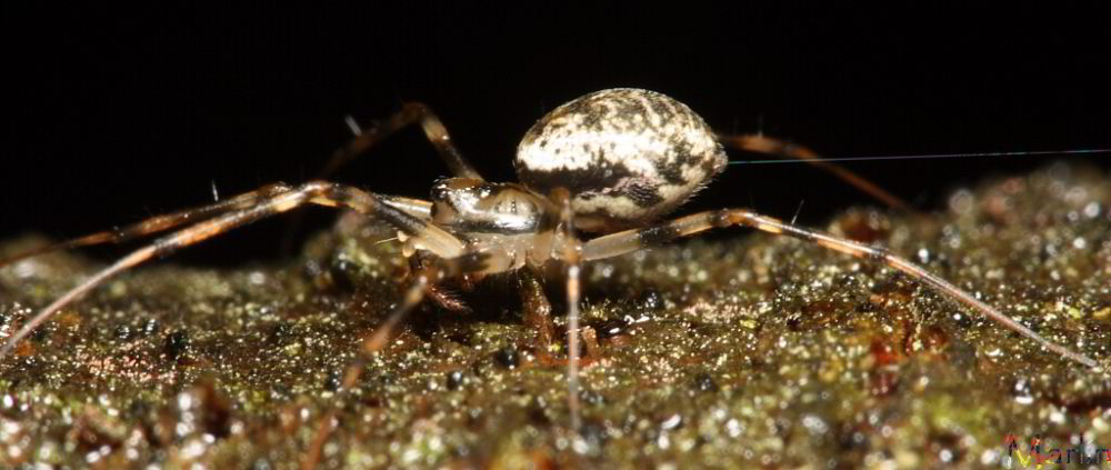 Sheetweb Spider