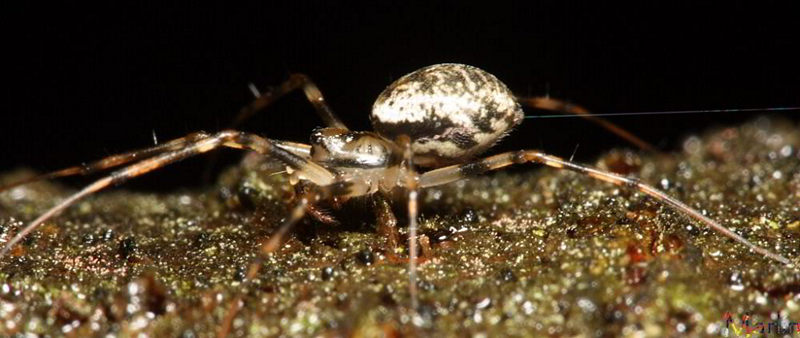 Sheetweb Spider