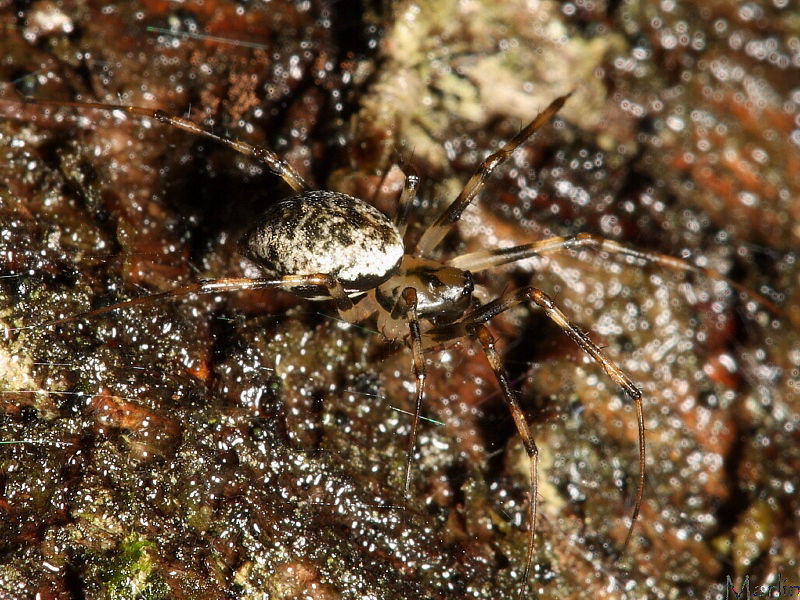 Sheetweb Spider - Drapetisca alteranda
