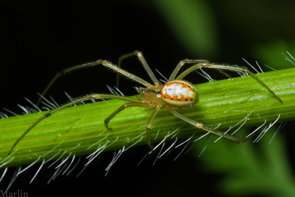Cobweb Spider - Enoplognatha ovata