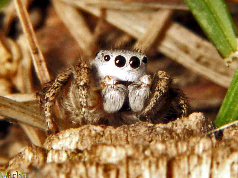 Jumping Spider - Habronattus decorus