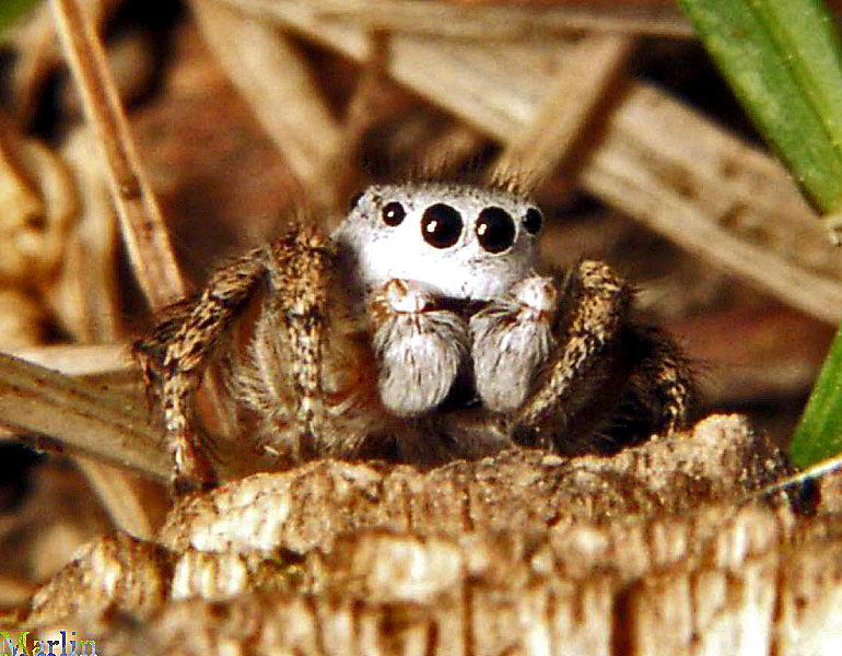 Jumping Spider - Habronattus decorus