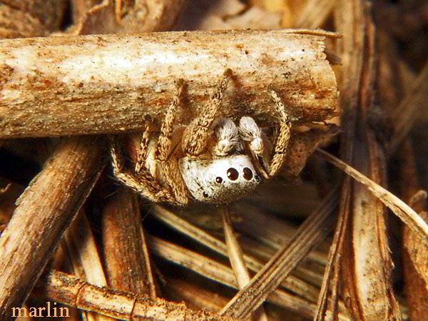 Jumping Spider - Habronattus decorus