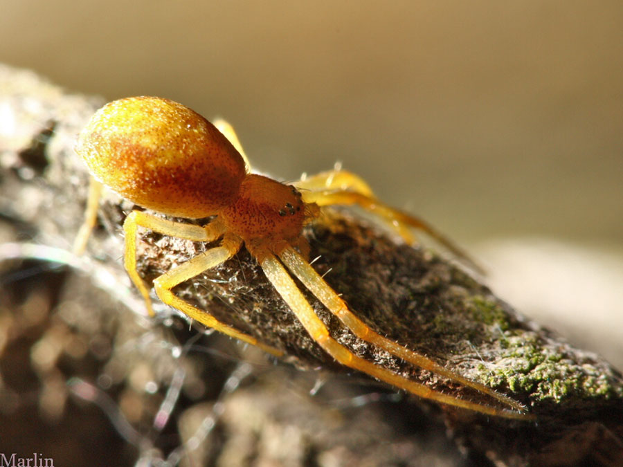 Running Crab Spider (Family Philodromidae)