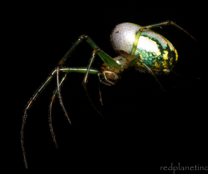 Venusta Orchard Spider