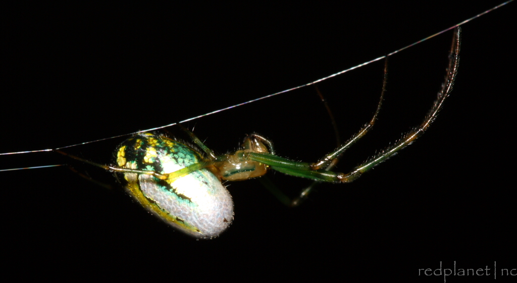 Venusta Orchard Spider