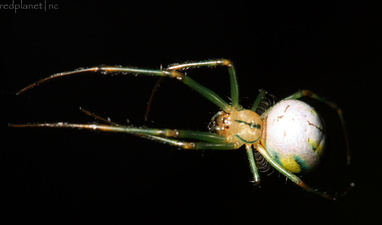 Venusta Orchard Spider - Leucauge venusta