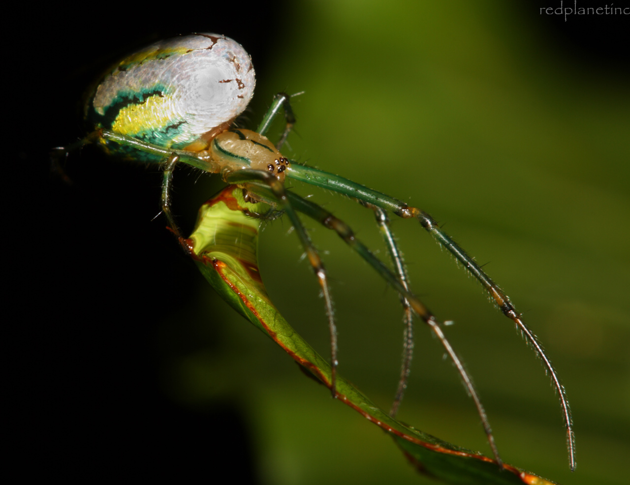 Venusta Orchard Spider