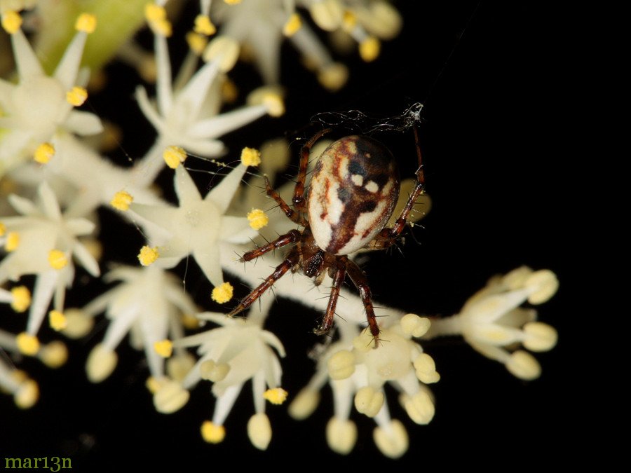 Orb Weaver Spider - Mangora placida