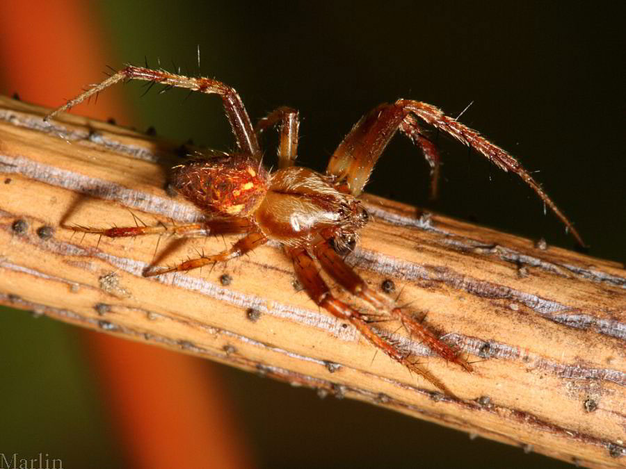 Orb Weaver Spider - Neoscona arabesca
