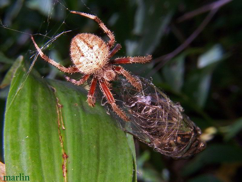 Orb Weaver Spider - Neoscona crucifera