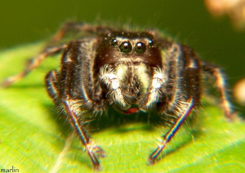 Jumping Spider - Phidippus clarus