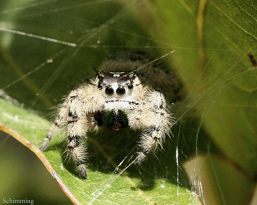 Jumping Spider - Phidippus otiosus