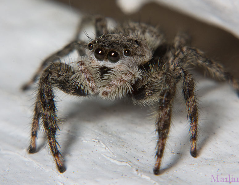 Jumping Spider - Platycryptus undatus