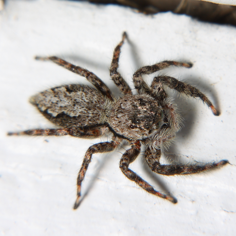 Jumping Spider - Platycryptus undatus