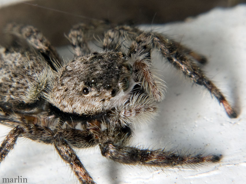 Jumping spider head detail