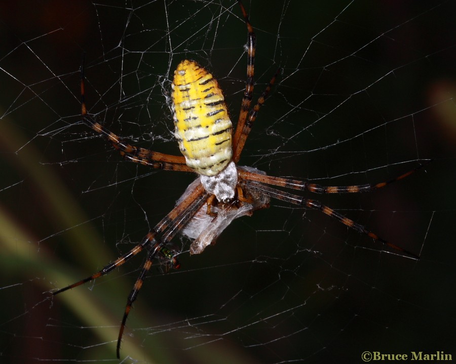 Banded Garden Spider - Argiope trifasciata
