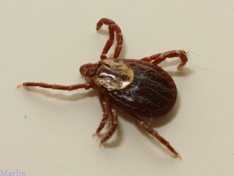 Female Dog Tick