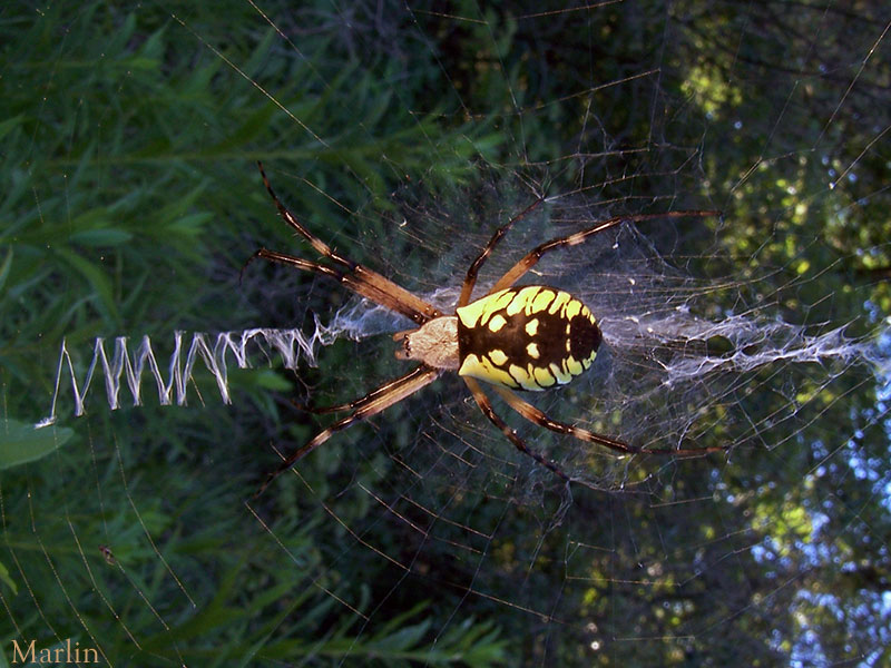 Argiope female spider with web stabilimenta