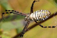 Banded Argiope