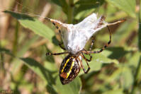 En bandas de araña Argiope