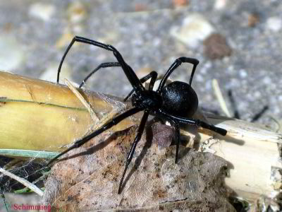 Black Widow Spider