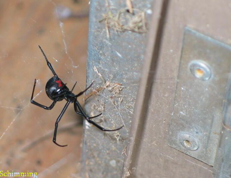 Black Widow Spider