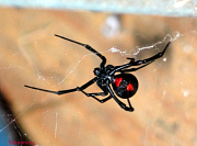 Black Widow Spider