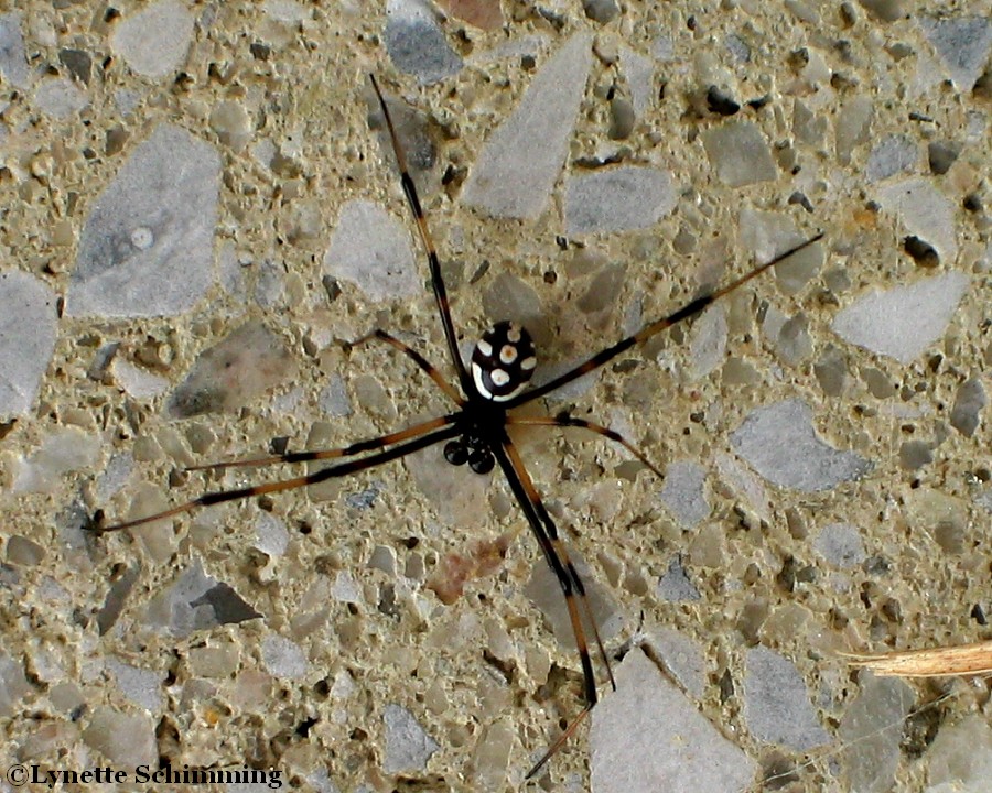 black widow spider male macro photograph