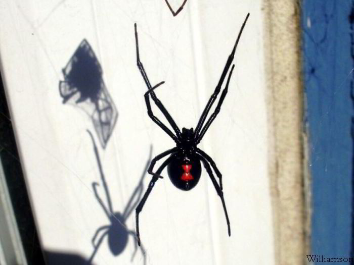 Black Widow Spider