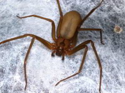 Brown Recluse Spider