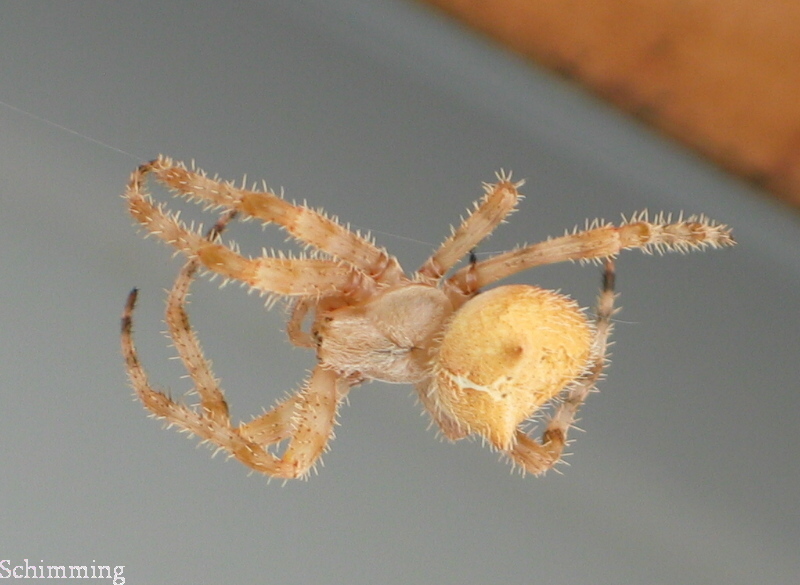 Cat Face Spider Hilarius s Blog Cat face spider hilarius s blog