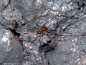 Vibrating Spider