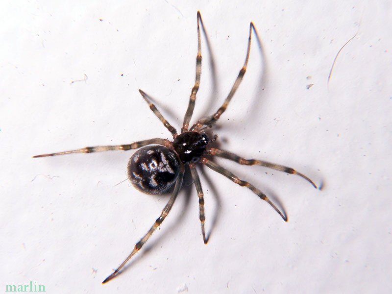 Cobweb Spider - Steatoda triangulosa