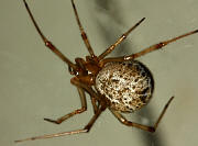 Common House Spider