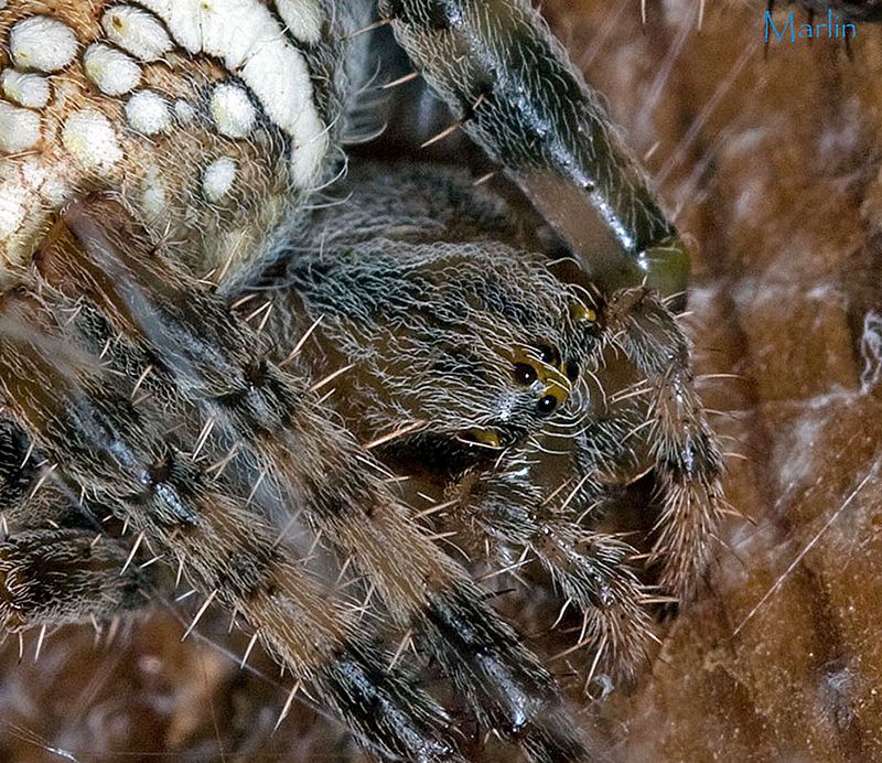 Orb Weaver Spider Eyes