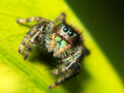 image: daring jumping spider
