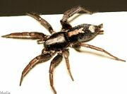 Eastern Parson Spider
