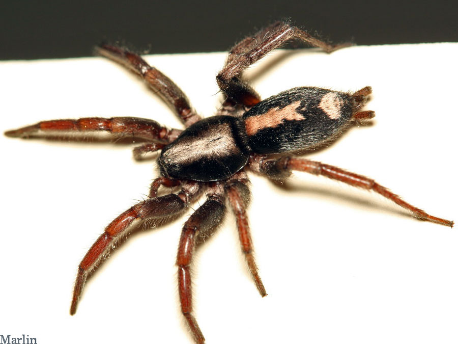 Eastern Parson Spider - Herpyllus ecclesiasticus