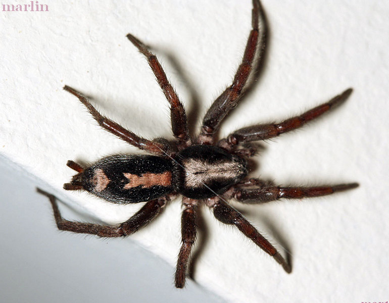 The proverbial big black hairy spider