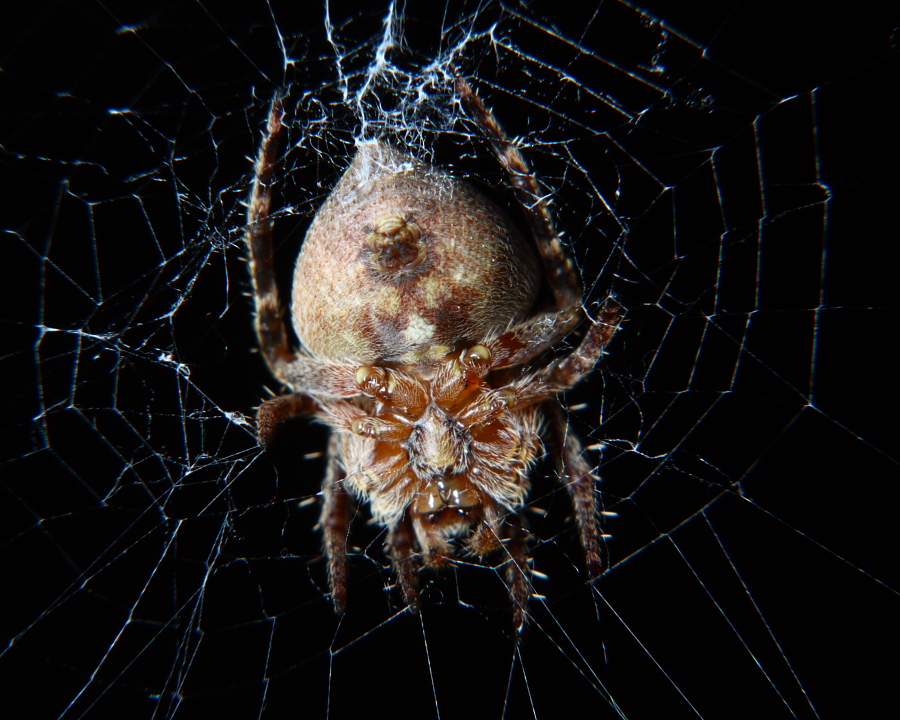 Humpback Orb Weaver Ventral view