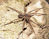 Nursery Web Spider