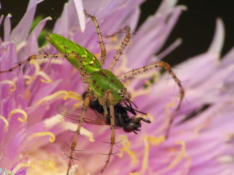 Green Lynx Spider