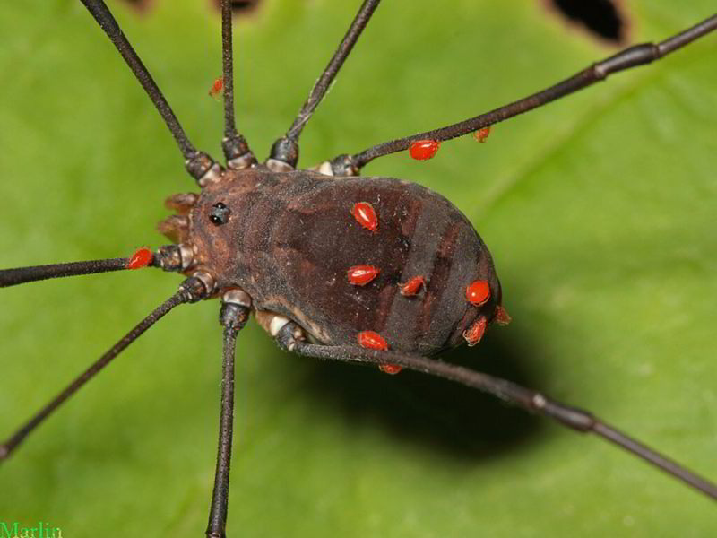 Harvestman with Mites